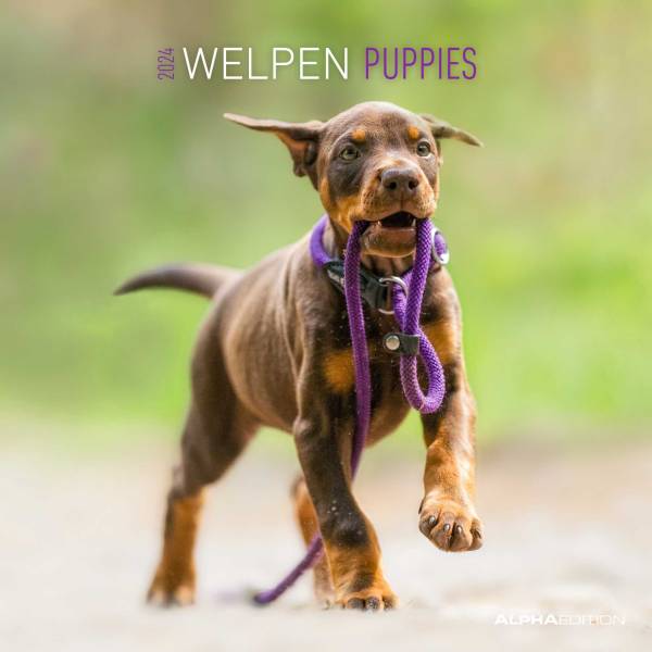 ALPHA Bildkalender Hundewelpen 160940/104066 30x30cm